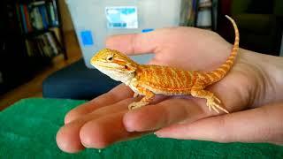 Unboxing baby bearded dragon