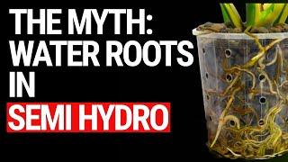 The SECRET Behind Water Roots in Semi-Hydroponics Busted