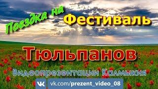 Фестиваль тюльпанов Калмыкия 2017