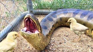 Anaconda Enters Chicken Coop--Eats Chicken