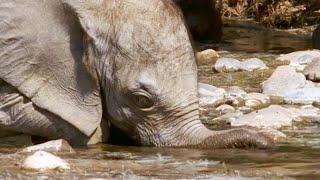 Baby Elephant’s Struggle to Survive Part 1  Elephant Nomads of the Namib Desert  BBC Earth