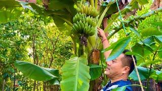 Spring Time Growth of Tropical Fruit Trees