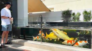 World’s Best Japanese Koi Fish Collection? **AMAZING KOI POND DESIGN **