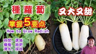 How to grow radish 5 tips to grow big and beautiful radishes Click CC to see English Subtitles