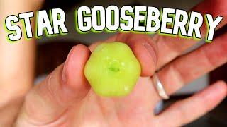 STAR GOOSEBERRY and the forbidden art of fruit scrumping.