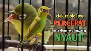 CIAK JOSS KECIAL KUNING GACOR SUPER GESIT  CARA PERCEPAT KECIAL DIAM LOYO CEPAT EMOSI RAJIN BUNYI