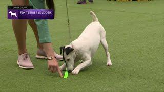 Fox Terriers Smooth  Breed Judging 2023