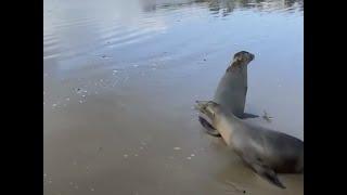 Sea Lion Pups Found on Doorsteps Get Released