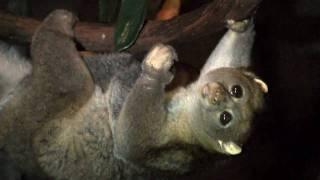 Potto Video Updated-Cincinnati Zoo