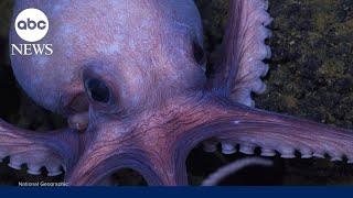 Secrets of the Octopus