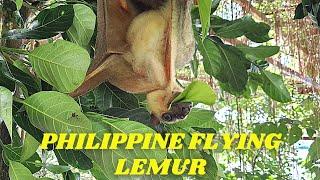 Philippine Flying Lemur