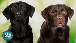 American Labrador VS English Labrador