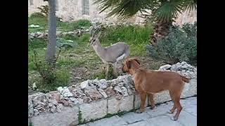 the deer and dog 3 its a gazelle...