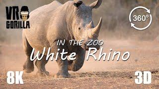 VR in the Zoo White Rhinoceros short - 8K 360 3D