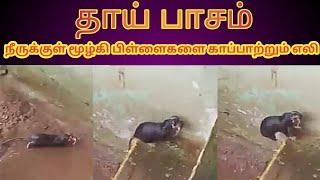 மழை வெள்ளத்தில் மூழ்கி பிள்ளைகளை காப்பாற்றும் அம்மா எலி