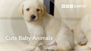 Exploring the Adorable World of Baby Animals  BBC Earth