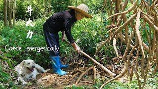 山林野生牛大力，聽說上百元一斤，阿婆挖了一小籃收穫不錯｜Guangxi grandma digs wild ingredients and makes traditional food 美食｜玉林阿婆