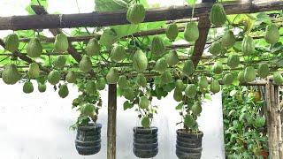 Planting a Chayote rig counting tired hands does not run out of fruit of the farmer