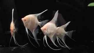 albino dantum angelfish tank