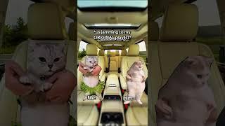 CAT MEMES Me and my boyfriend on a road trip #catmemes #relatable #relationship #shorts