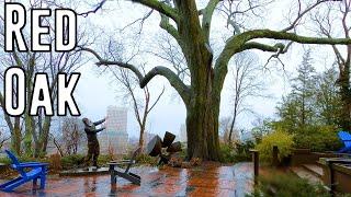 The Biggest Red Oak In Rhode Island Champion Tree Hunting