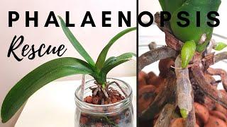 Phalaenopsis Recovery  Rescuing a Special Phal My Method & Tips - Orchid Recovery from Root Loss