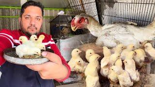 White Shamo Hen Hatching Chicks At Home How to Start Shamo Farm Shamo Murgi k Bachay Hsn