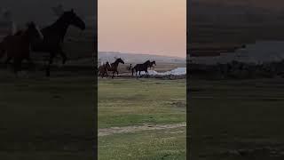 horse dance mirpur kashmir ڈڈیال #youtubeshorts #viral