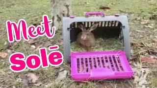 HARE RESCUE AND RELEASE  MUST WATCH UNTIL THE END