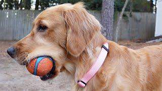 4 Best Collars For Golden Retrievers