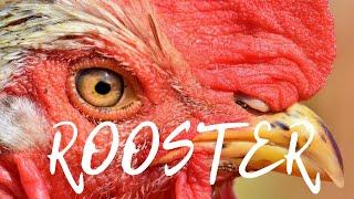 1 HOUR ROOSTER CROWING SOUND - 1 Hour Chicken Sounds