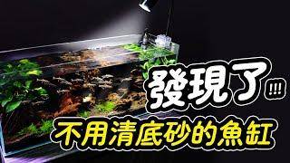 底砂、沉木總是髒兮兮，讓處女座的清潔魚來幫你！Carpet - Searching Fish  Sand Cleaner Yoyo loach.