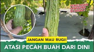 ALASAN BUAH PARE PECAH DAN CARA MENGATASINYA ‼️