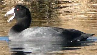 American coot call sound flying diving  Bird