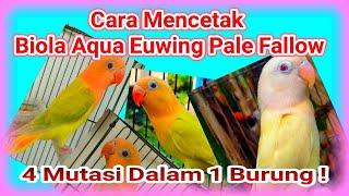 Cara Mencetak Lovebird Biola Aqua Euwing PF Agar Cepat Tembus