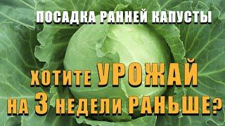 ПОСАДКА РАННЕЙ КАПУСТЫ. Способ при котором вы получите урожай раньше на 2-3 недели чем у всех