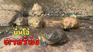 ยื่นโอ๋หายไปไหน #กบ #กบยักษ์ #africanbullfrogs