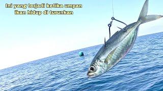 Mancing Ikan Besar Umpan Ikan Hidup Langsung Disambar  Mancing Ikan Kakap