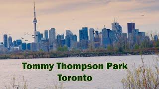 Experience The Spectacular Spring Birdwatching At Tommy Thompson Park Toronto