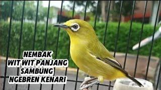 Masteran pleci nembak wit wit panjang sambung ngebren kenari