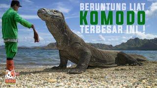 PENGUASA PULAU INDONESIA Bagaimana Kehidupan dan Berkembang Biak KOMODO.?