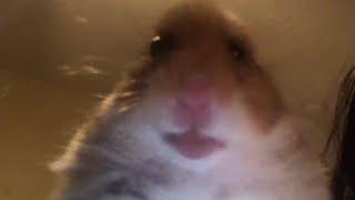 Hamster Answering A Facetime Call