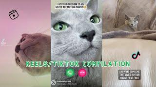 REELSTIKTOK COMPILATION  Russian Blue Cat Sebastian edition