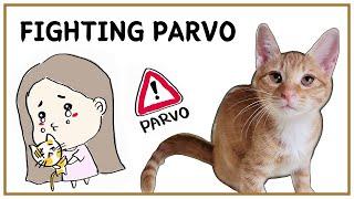 Cat Parvo Treatment How we saved all 7 kittens Feline Panleukopenia