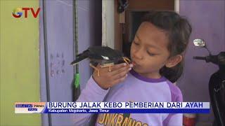 Keseruan Gadis Cilik di Mojokerto Bermain Bersama Burung Jalak Kebo #BuletiniNewsPagi 0312