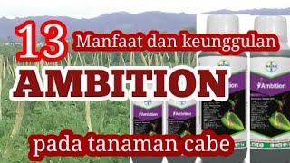 manfaat dan keunggulan ambition pada tanaman cabecabe ori 212