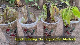Smart Method l Mango Propagation from Cutting l Quick Budding No Fungus Experiment