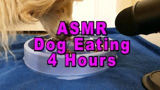 ASMR 4 Hours Dog Eating Wet Food Slow Feeder Bowl - Blue Yeti Professional Stereo Microphone