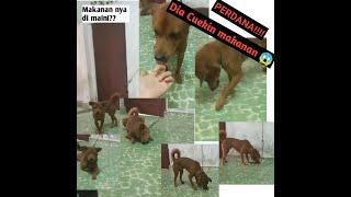 Prank Bumbu Somboi Ke Anjing Gilak Ngekeh