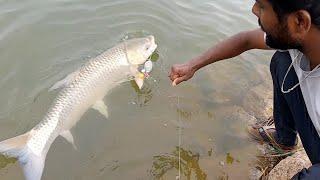 Monster Grass Carp Fish Hunting bait tricks in hindi  #mudassirfishing